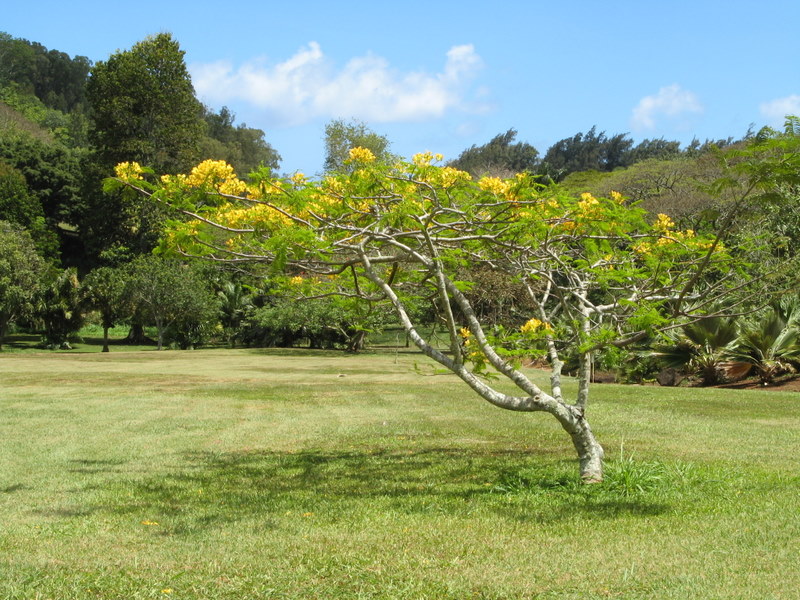 Delonix regia   - Habit, form with yellow flowers