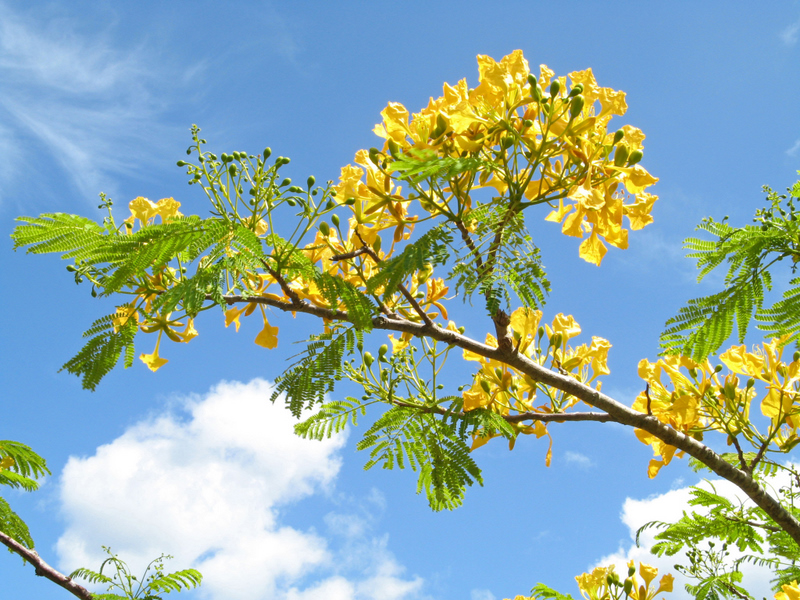 Delonix regia   - Flowering branch, yellow form