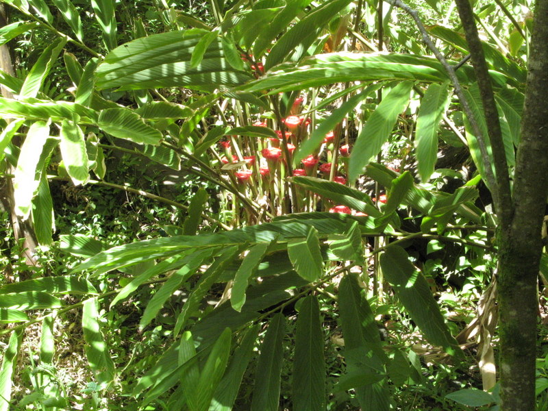 Etlingera corneri   - Habit with leaves and flowers