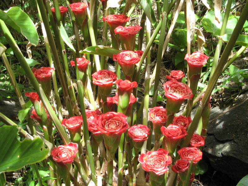 Etlingera corneri   - Inflorescences, mature plant