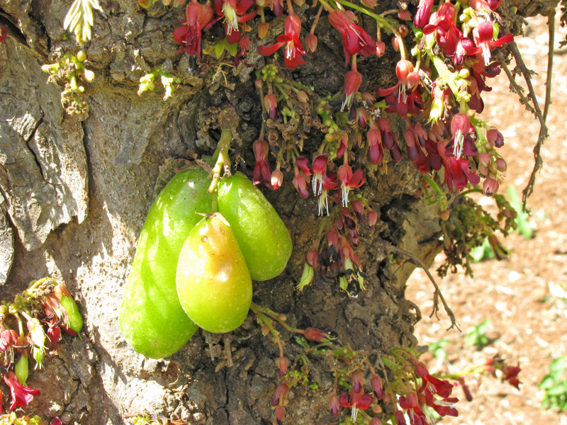 Averrhoa bilimbi   - Inflorescences and fruit