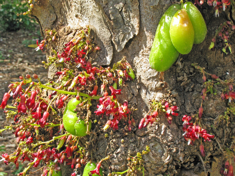 Averrhoa bilimbi   - Inflorescence with fruit
