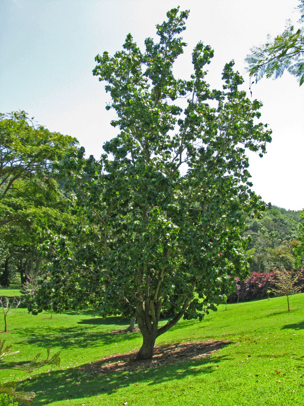 Hibiscus elatus   - Habit