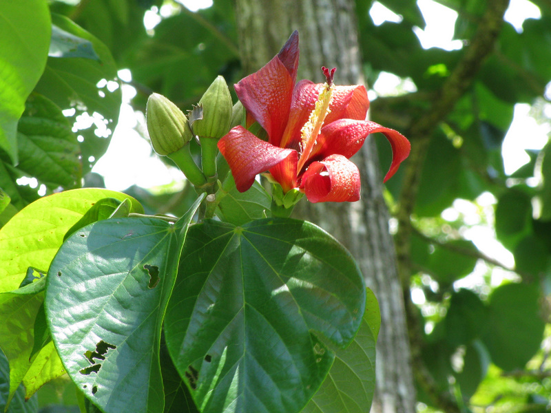 Hibiscus elatus   - Leaves with buds and flower
