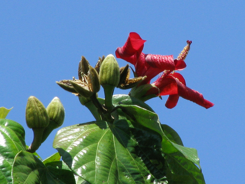 Hibiscus elatus   - Flowers, buds and fruits