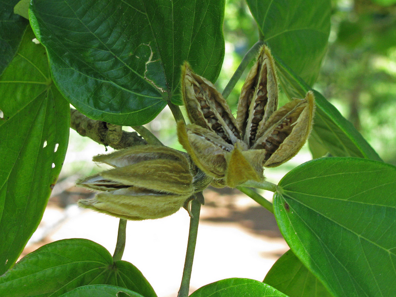 Hibiscus elatus   - Ripe capsule split open revealing seeds
