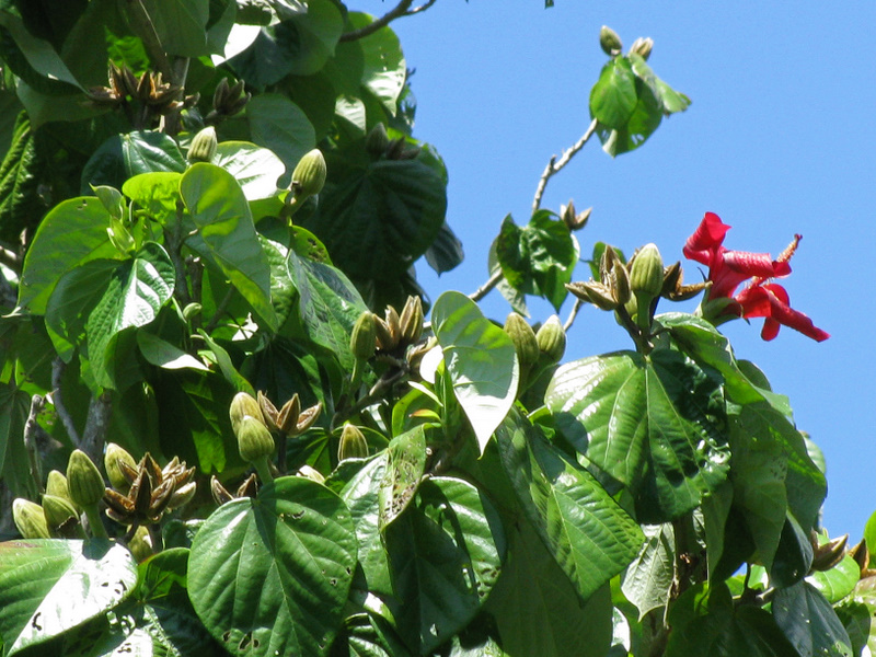 Hibiscus elatus   - Leaves, flowers and buds with green and split capsules
