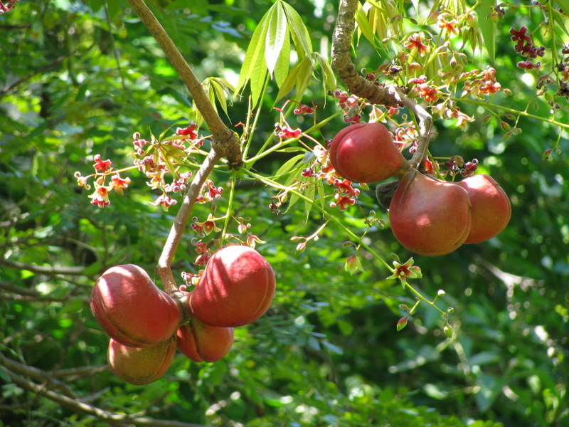 Sterculia foetida   - Branch with fruit and flowers
