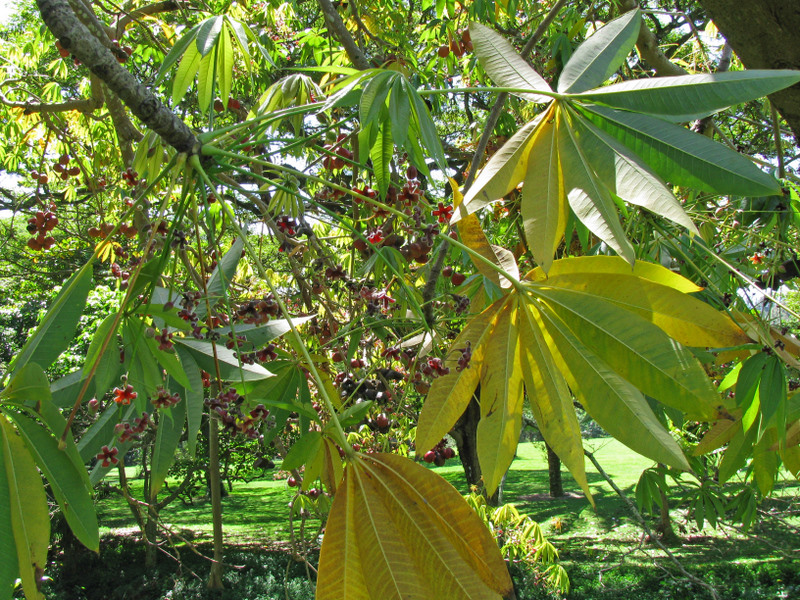 Sterculia foetida   - Branch with leaves flowers