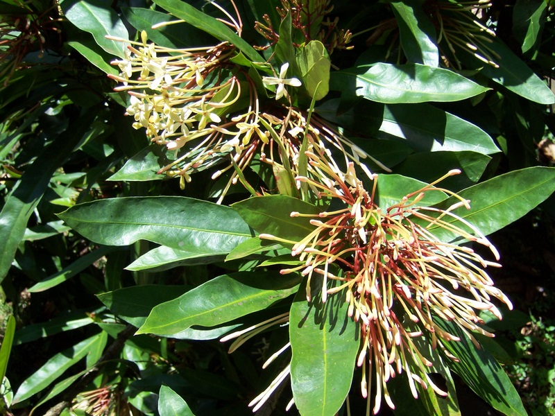 Ixora hookeri   - Leaves with flowers