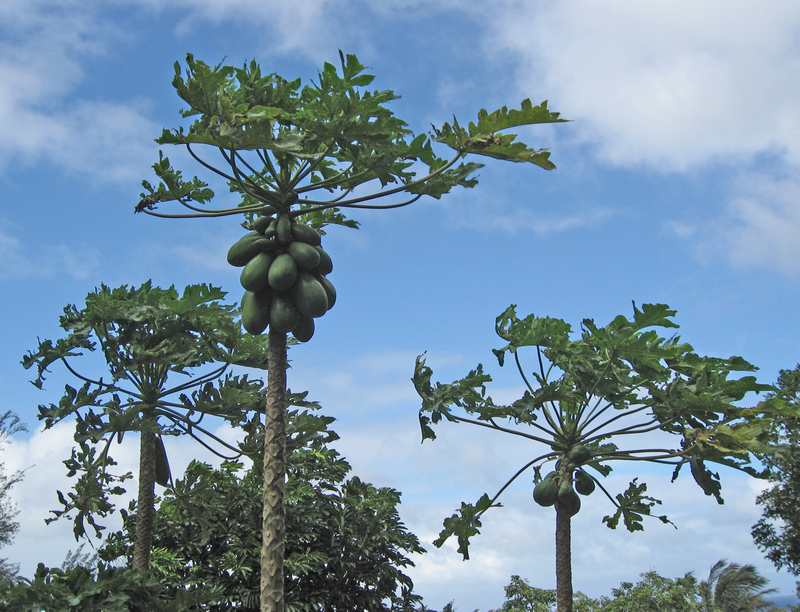 Carica papaya   - Plants with fruit