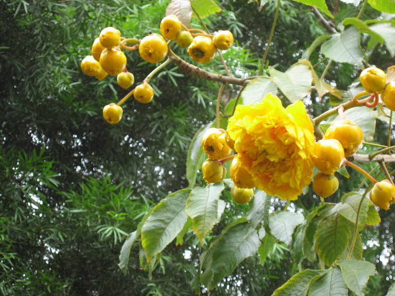 Cochlospermum vitifolium   - Leaves, buds and open flower