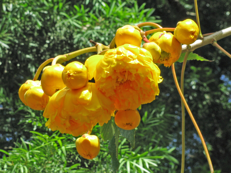 Cochlospermum vitifolium   - Buds and ppen flowers