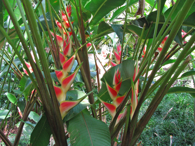 Heliconia wagneriana   - Habit