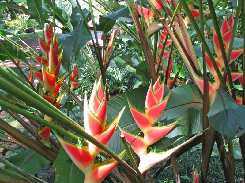 Heliconia wagneriana   - Clump with multiple inflorescences