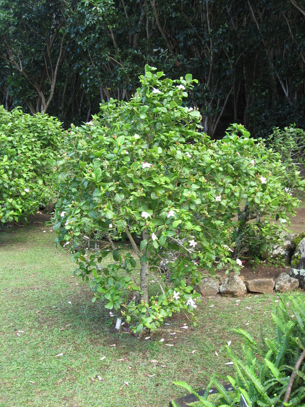 Hibiscus waimeae subsp. hannerae  - Habit, in flower