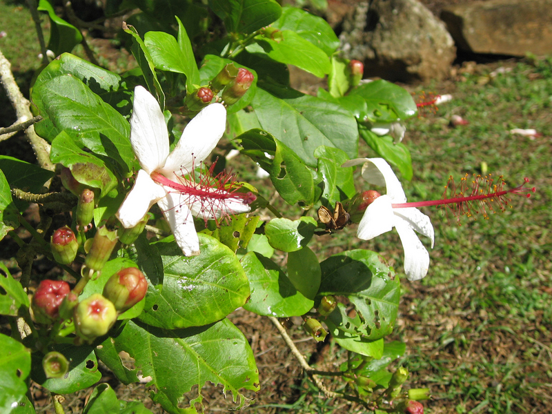 Hibiscus waimeae subsp. hannerae  - Flowers and ripening capsules