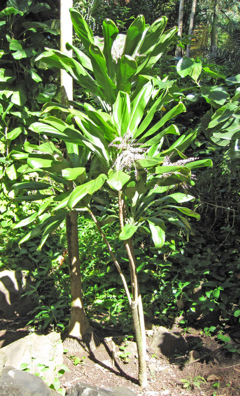 Cordyline fruiticosa   - Habit