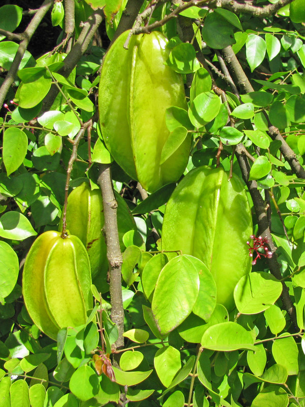 Averrhoa carambola   - Branch with ripening fruit