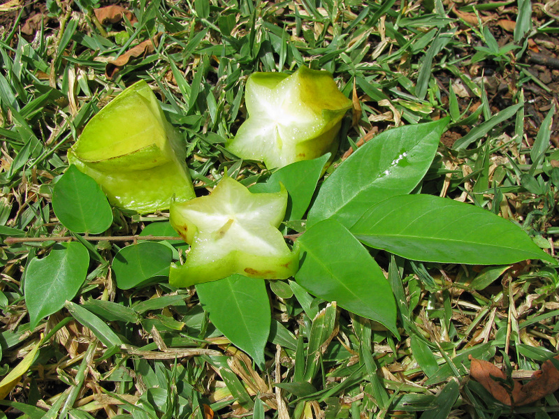 Averrhoa carambola   - Cut fruit with leaf