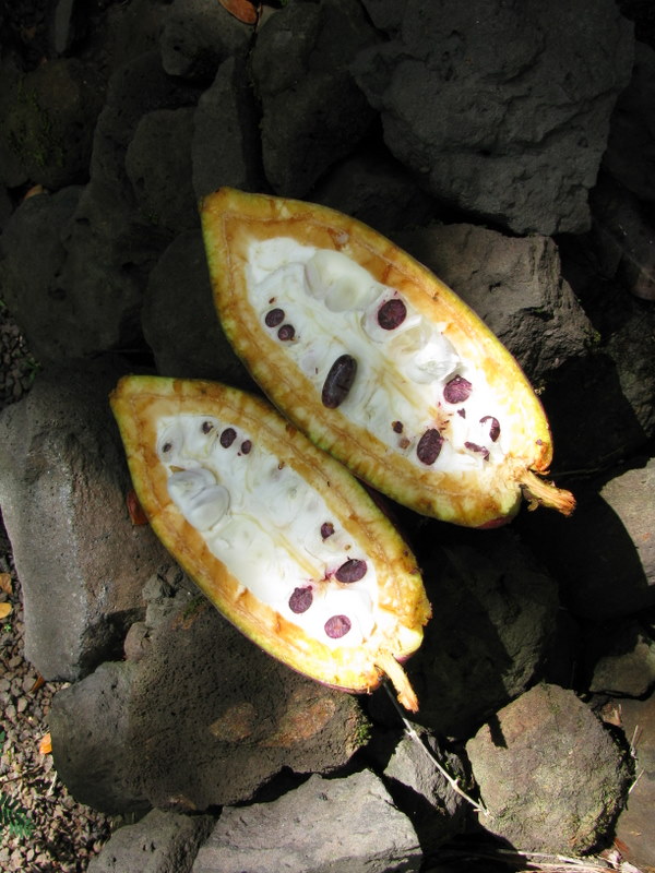 Theobroma cacao   - Fruit cut lengthwise to show white pulp and purple seeds