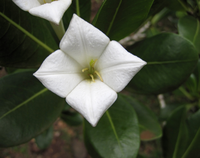 Bikkia tetrandra   - Flower seen from top