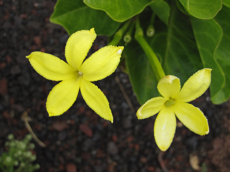 Brighamia insignis   - Open flowers