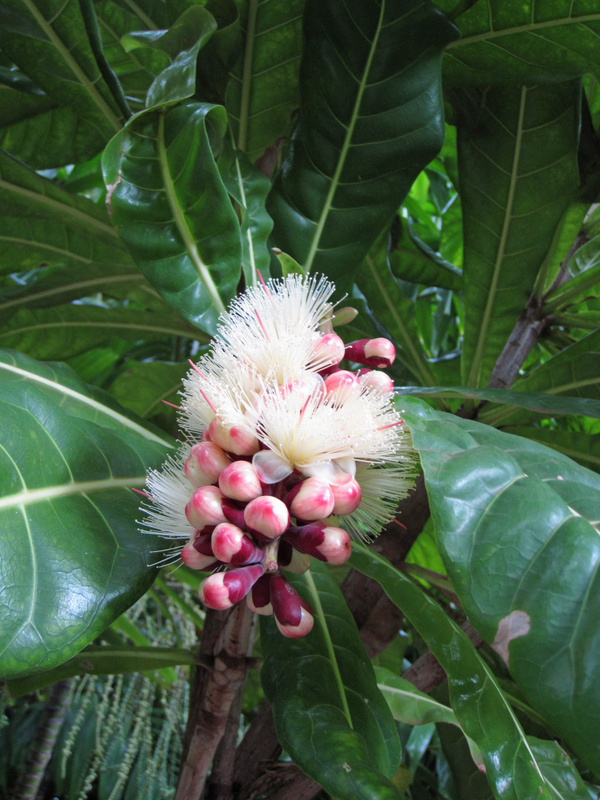 Barringtonia procera   - Branch with buds and open flowers