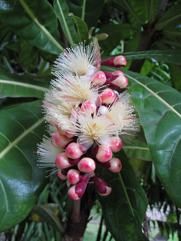 Barringtonia procera   - Inflorescence detail