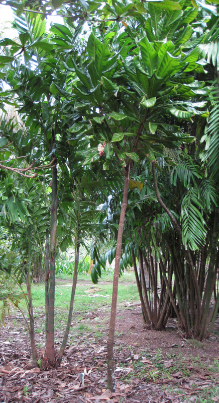 Barringtonia procera   - Habit, young plant