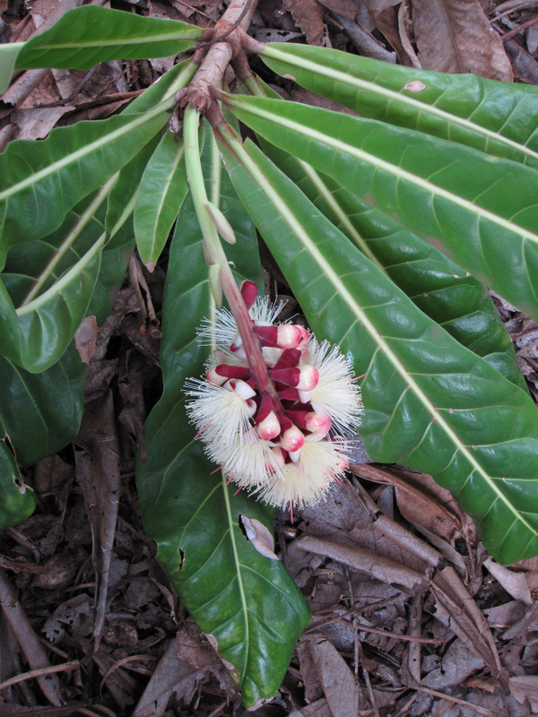 Barringtonia procera   - Flowering branch