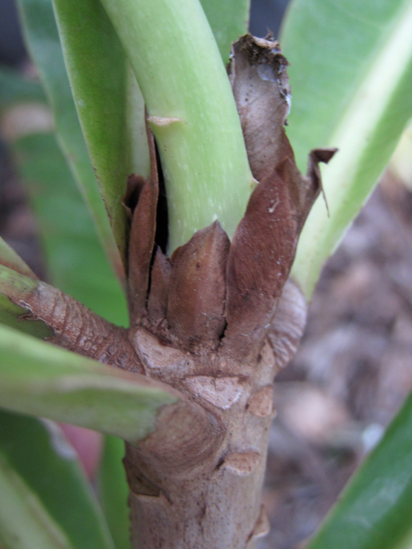 Barringtonia procera   - Plant crown detail