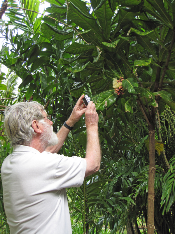 Barringtonia procera   - Habit, with Sir Ghillean (Iain) T. Prance