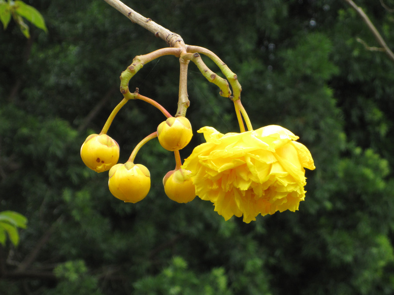 Cochlospermum vitifolium   - Inflorescence with buds and flower
