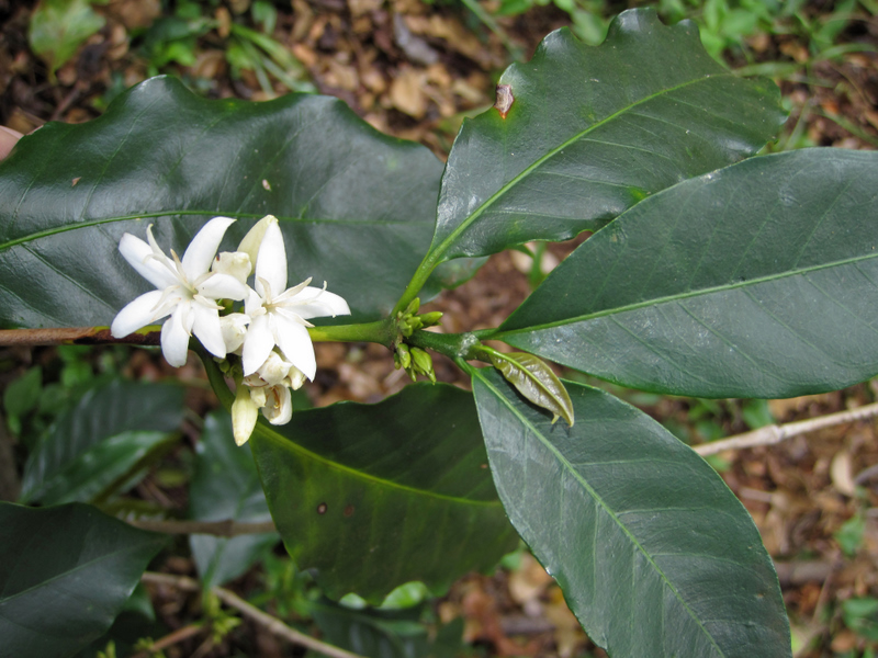 Coffea arabica   - Flowers with leaves