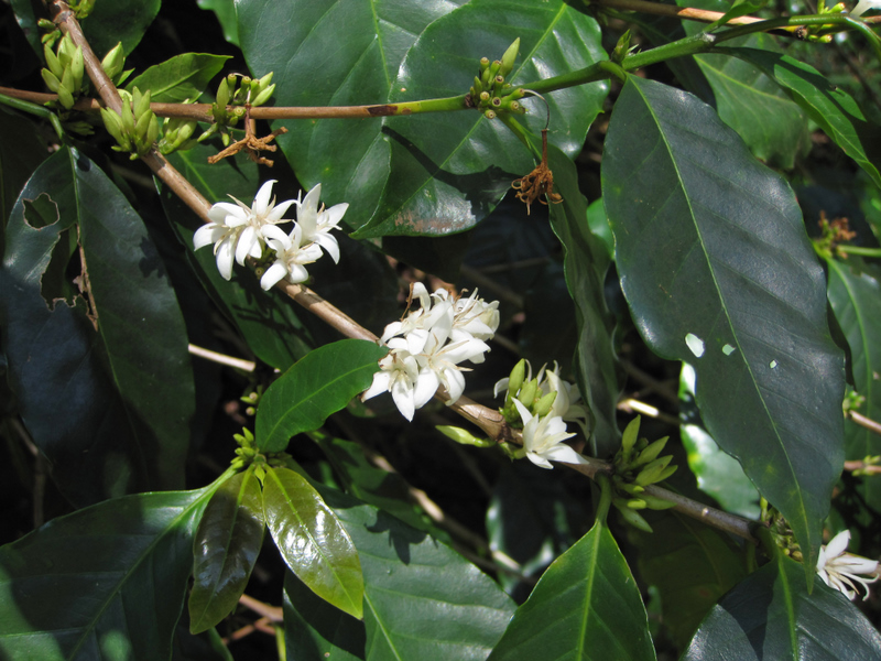 Coffea arabica   - Leaves, flowers and buds