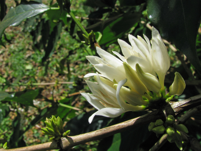 Coffea arabica   - Opening flower cluster