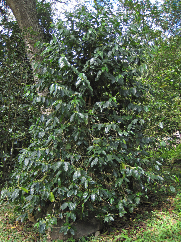 Coffea arabica   - Habit
