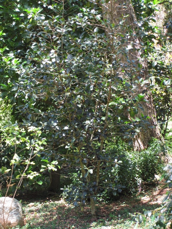 Coffea mauritiana   - Habit