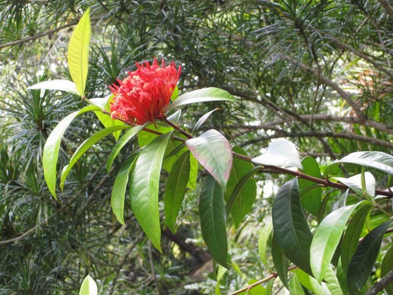 Ixora casei   - Flowering branch