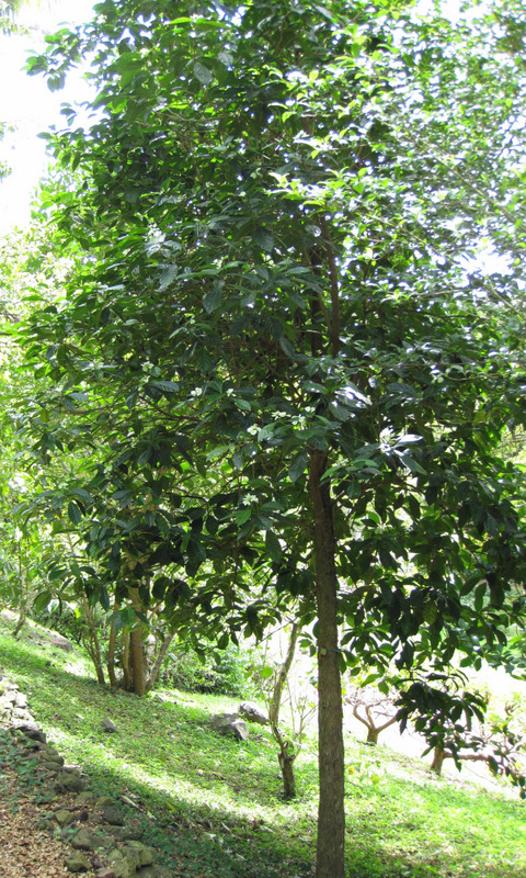 Morinda latibracteata   - Habit