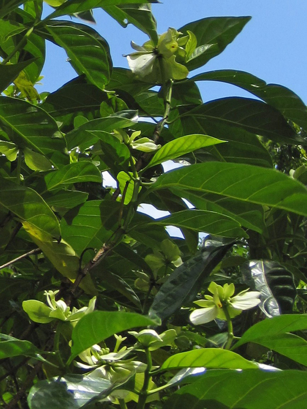 Morinda latibracteata   - Branch with leaves and flowers
