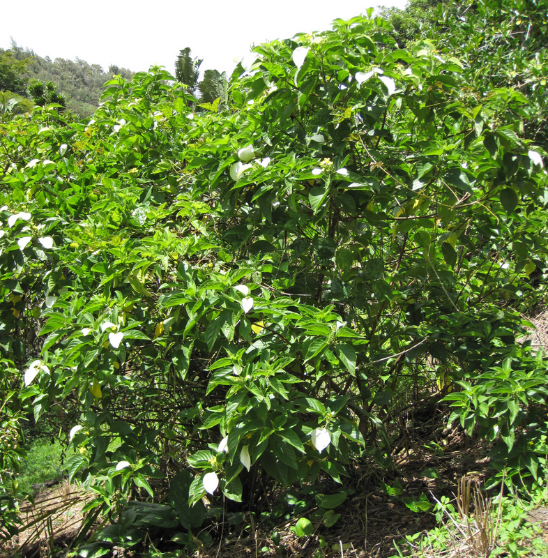 Mussaenda raiateensis   - Habit