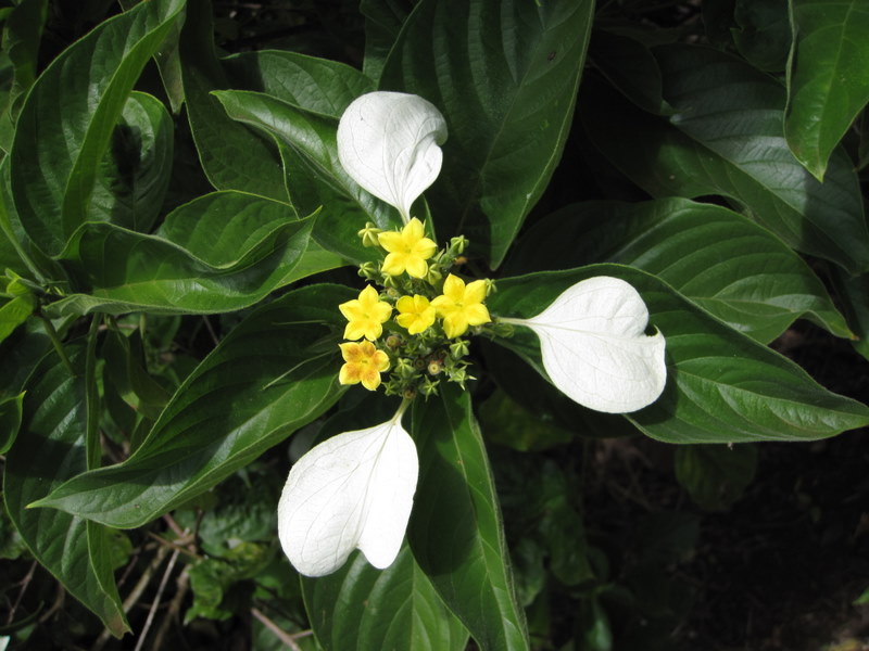 Mussaenda raiateensis   - Leaves, flowers and sepals
