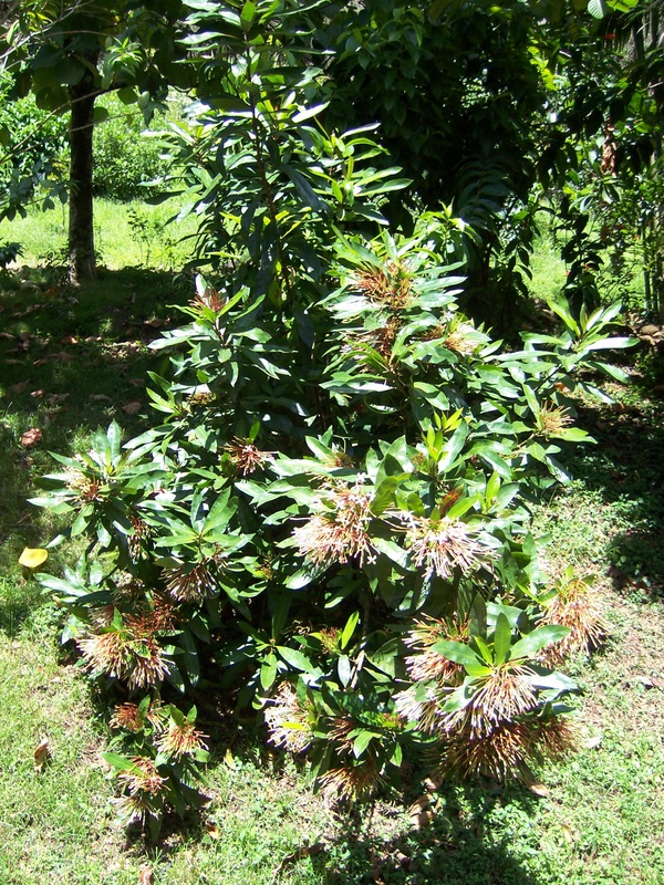 Ixora hookeri   - Habit, in flower