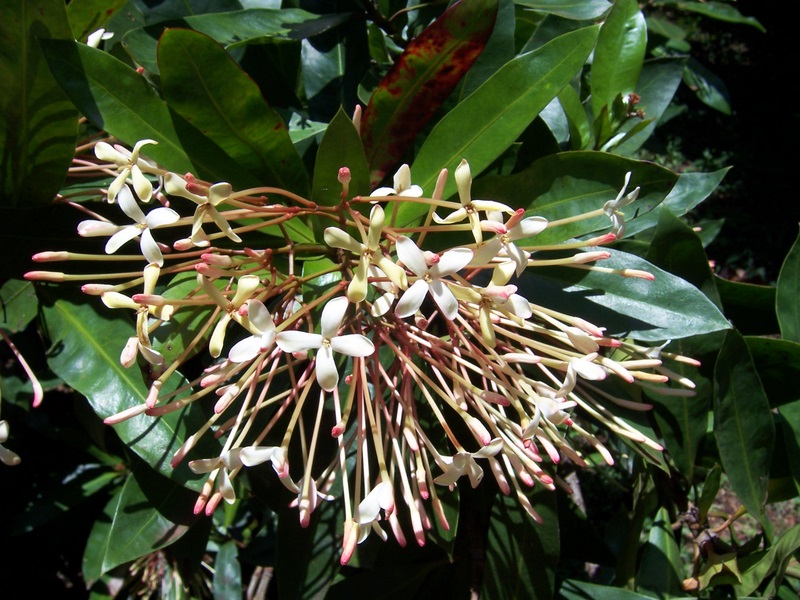 Ixora hookeri   - Inflorescence