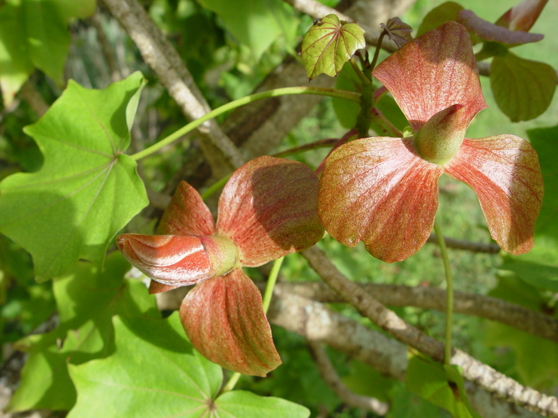 Kokia kauaiensis   - Bracts with unopened corolla