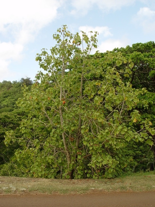 Kokia kauaiensis   - Habit