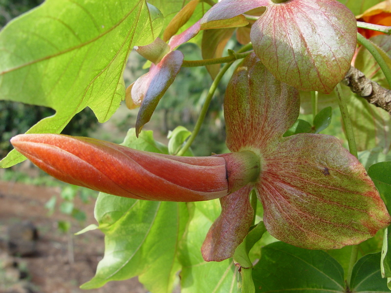 Kokia kauaiensis   - Bract with mature corolla