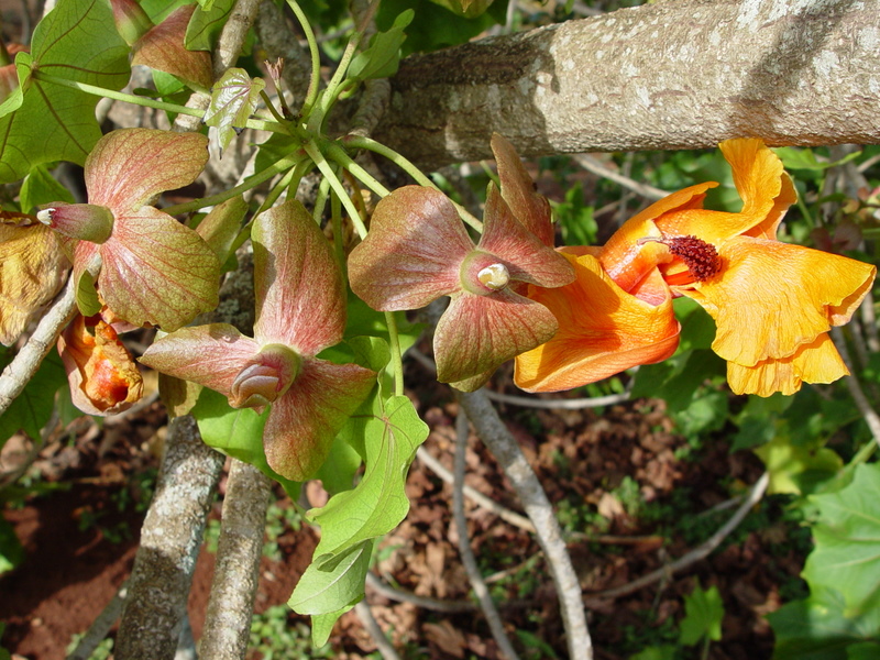 Kokia kauaiensis   - Bracts with opening flower